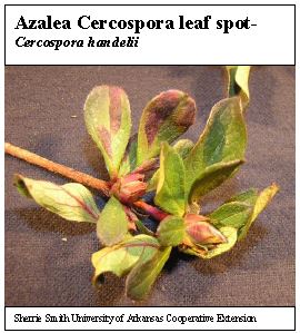 cercospora