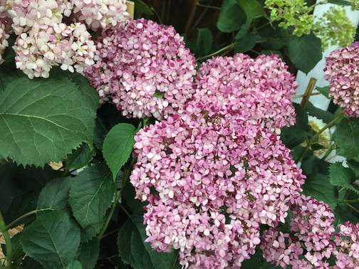 Hydrangea arborescens Invincibelle Mini MauvetteI Hydrangea arborescens Invincibelle Mini MauvetteI