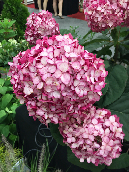 Hydrangea arborescens Invincibelle Ruby Hydrangea arborescens Invincibelle Ruby