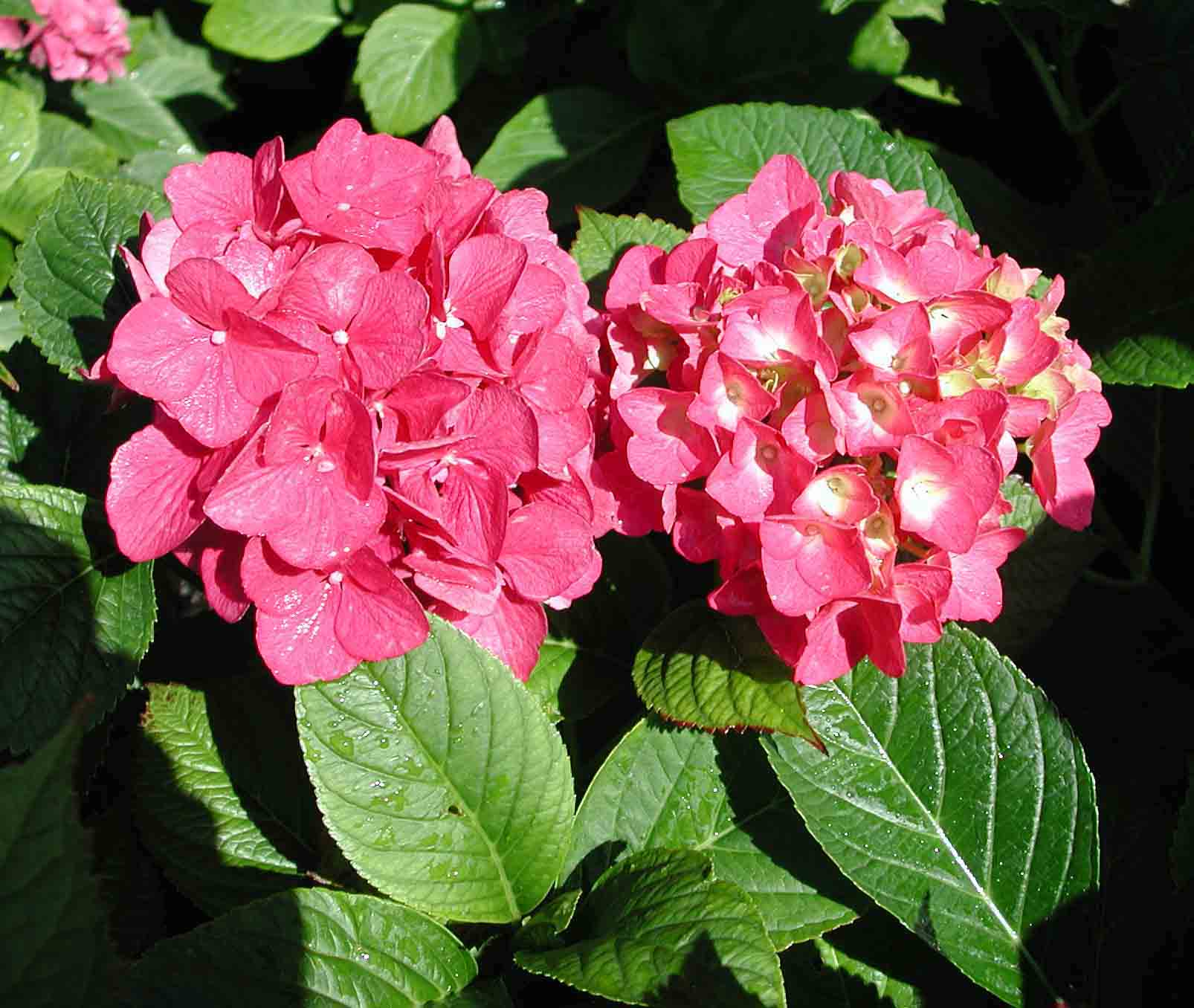 Hydrangea macrophylla Atlantic Hydrangea macrophylla Atlantic