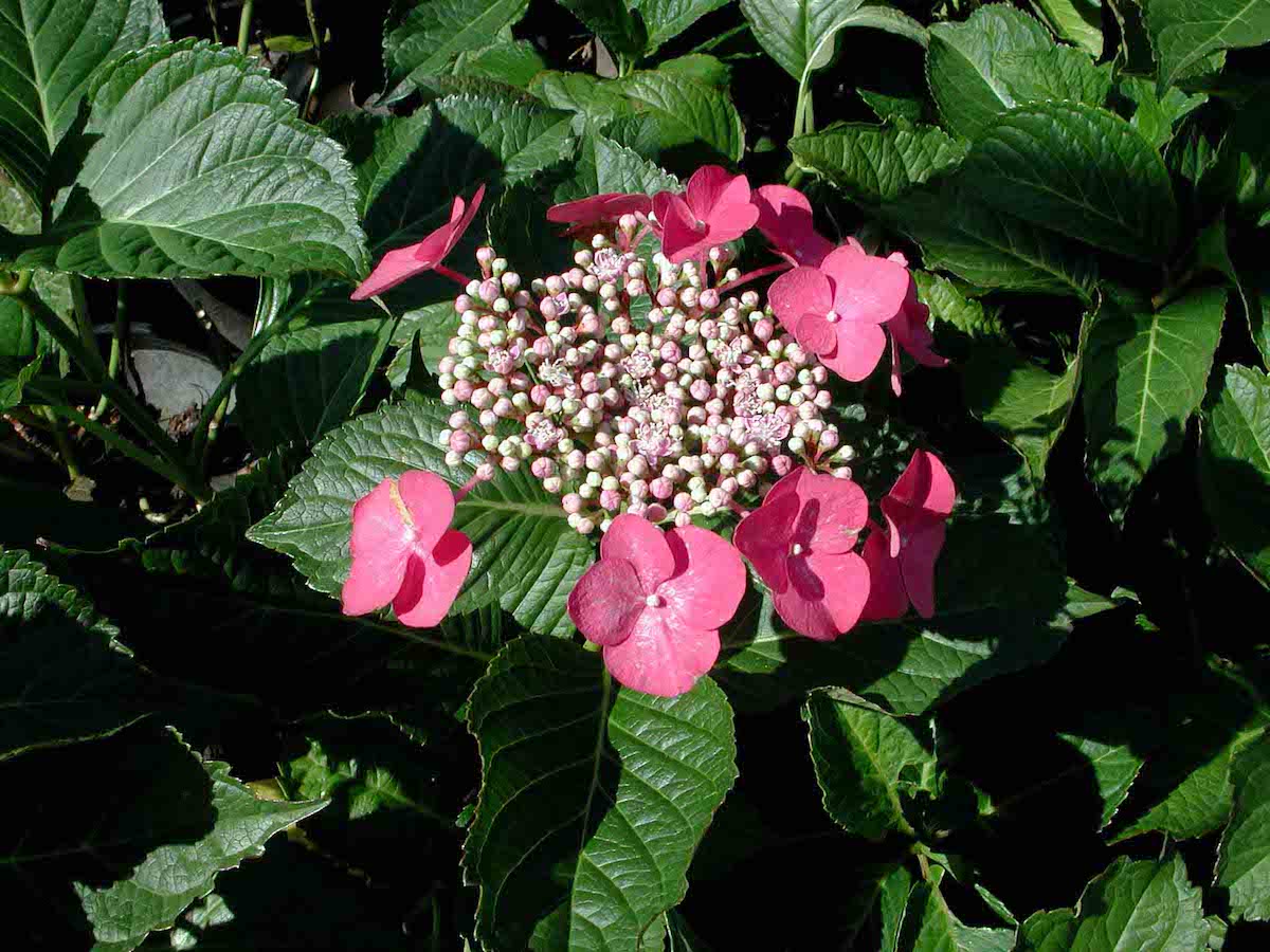 Hydrangea macrophylla normalis 'Geoffrey Chadburn'