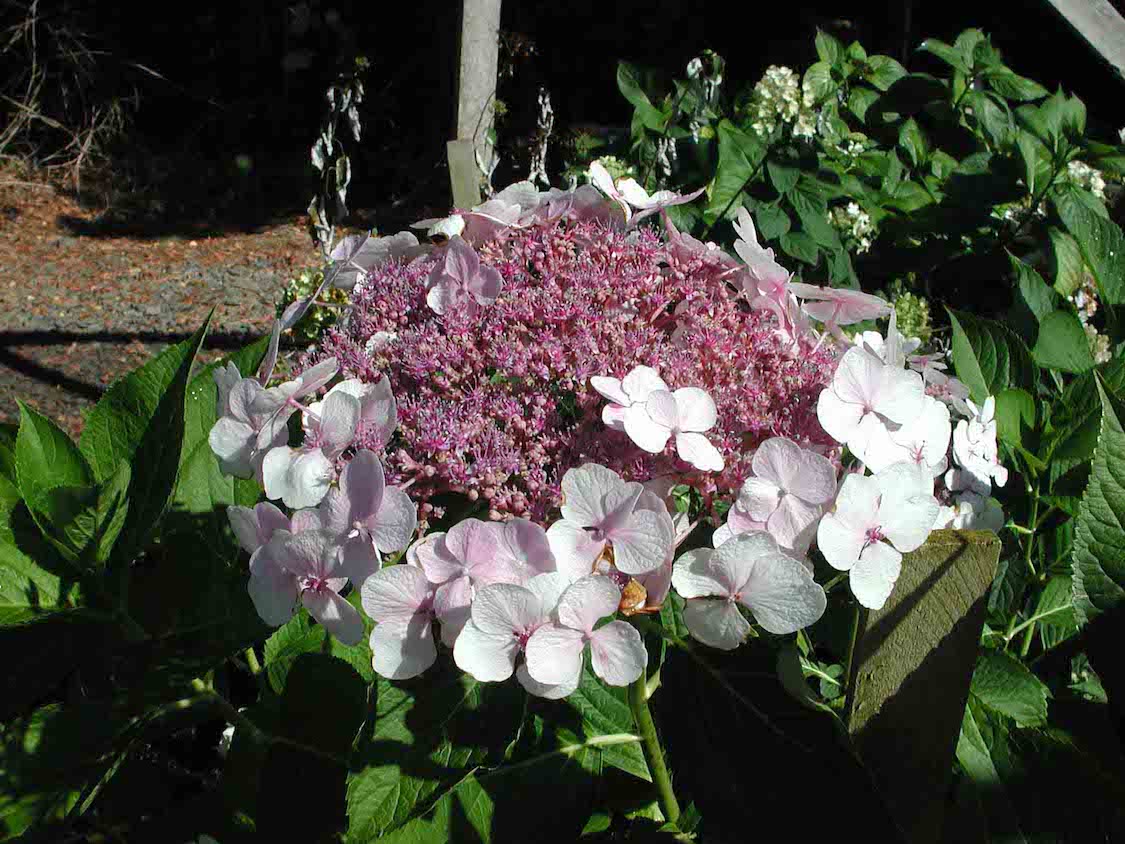 Hydrangea macrophylla normalis 'Seafoam' Hydrangea macrophylla normalis 'Seafoam'