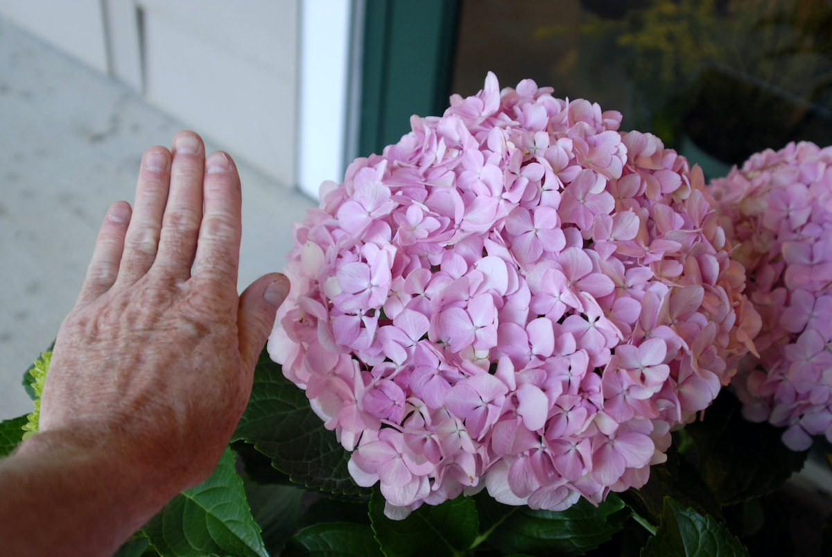 Hydrangea Macrophylla Big Daddy Hydrangea Macrophylla Big Daddy