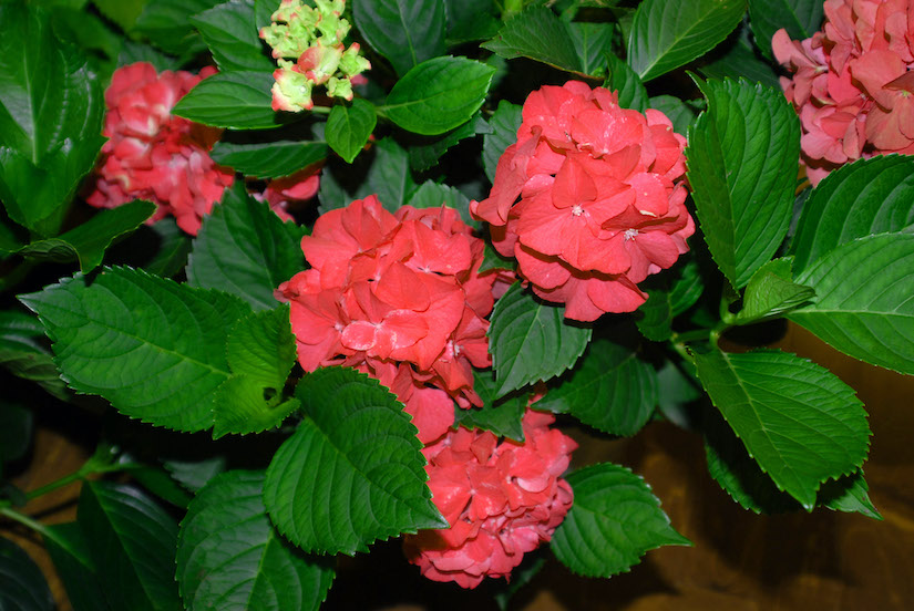 Hydrangea macrophylla Magical 'Red Ruby' Hydrangea macrophylla Magical 'Red Ruby'