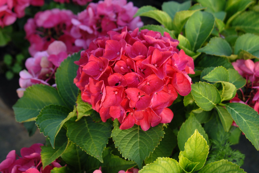 Hydrangea macrophylla Cityline 'Paris' Hydrangea macrophylla Cityline 'Paris'