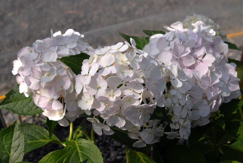 Hydrangea macrophylla 'Princess Juliana' Hydrangea macrophylla 'Princess Juliana'