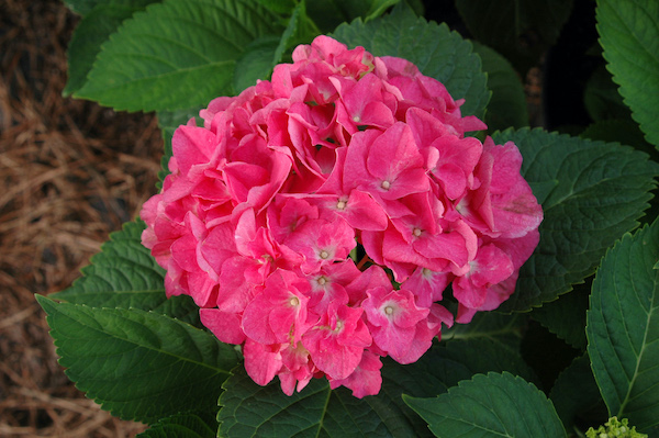 Hydrangea macrophylla 'Ticino' Hydrangea macrophylla 'Ticino'