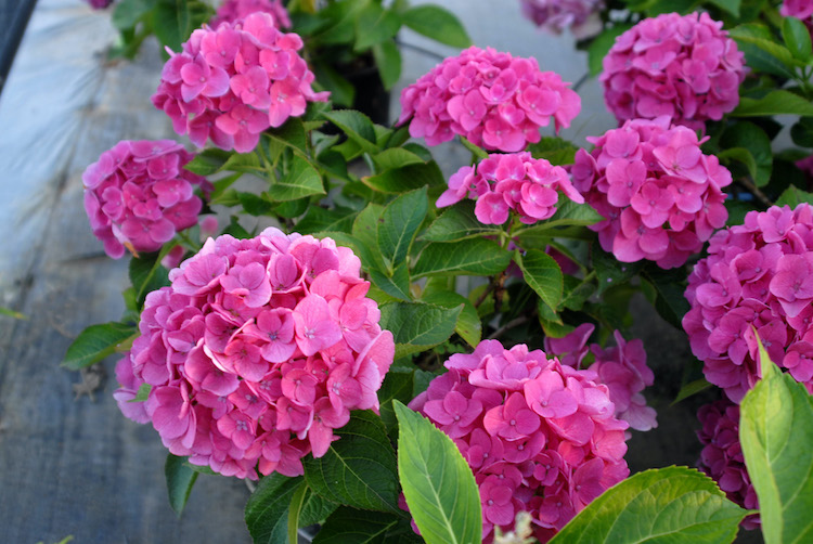 Hydrangea macrophylla Cityline 'Venice' Hydrangea macrophylla Cityline 'Venice'