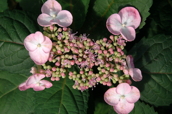 Hydrangea macrophylla normalis 'Lady in Red' flower