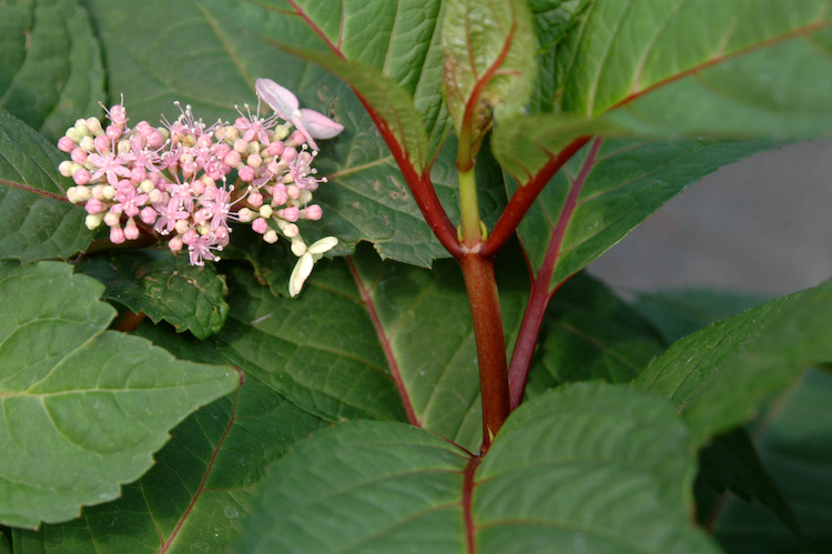 Hydrangea macrophylla normalis 'Lady in Red' stem