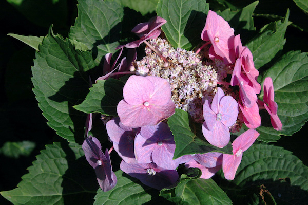 Hydrangea macrophylla normalis 'Nightingale'