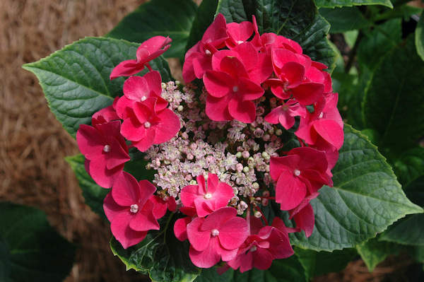 Hydrangea macrophylla normalis 'Rotdrossel' Hydrangea macrophylla normalis 'Rotdrossel'