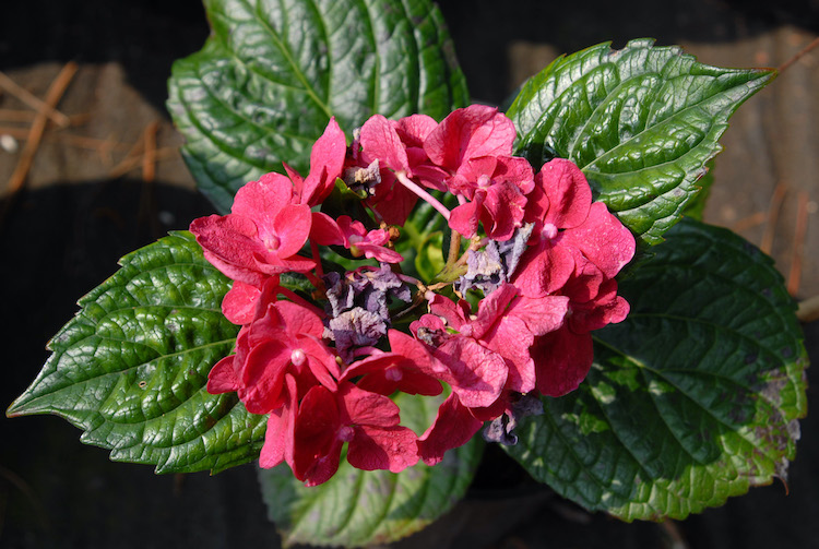 Hydrangea macrophylla Brunette