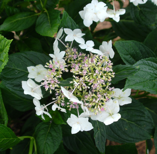 Hydrangea macrophylla normalis "Lanarath White' close-up