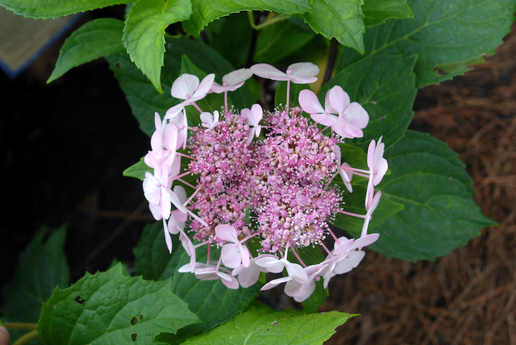 Hydrangea macrophylla normalis 'Midnight Duchess'