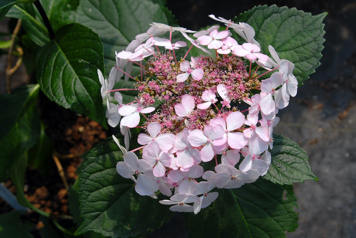 Hydrangea macrophylla normalis 'Nigra' close-up