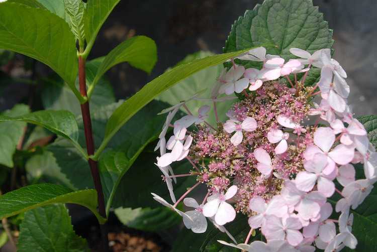 Hydrangea macrophylla normalis 'Nigra' stems Hydrangea macrophylla normalis 'Nigra' stems