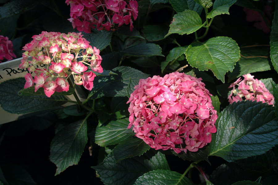 Hydrangea macrophylla Ami Pasquir Hydrangea macrophylla Ami Pasquir