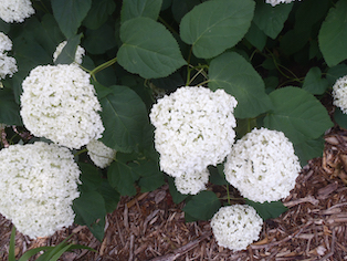 Hydrangea arborescens Annabelle close-up