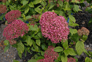  Hydrangea arborescens Bella Anna