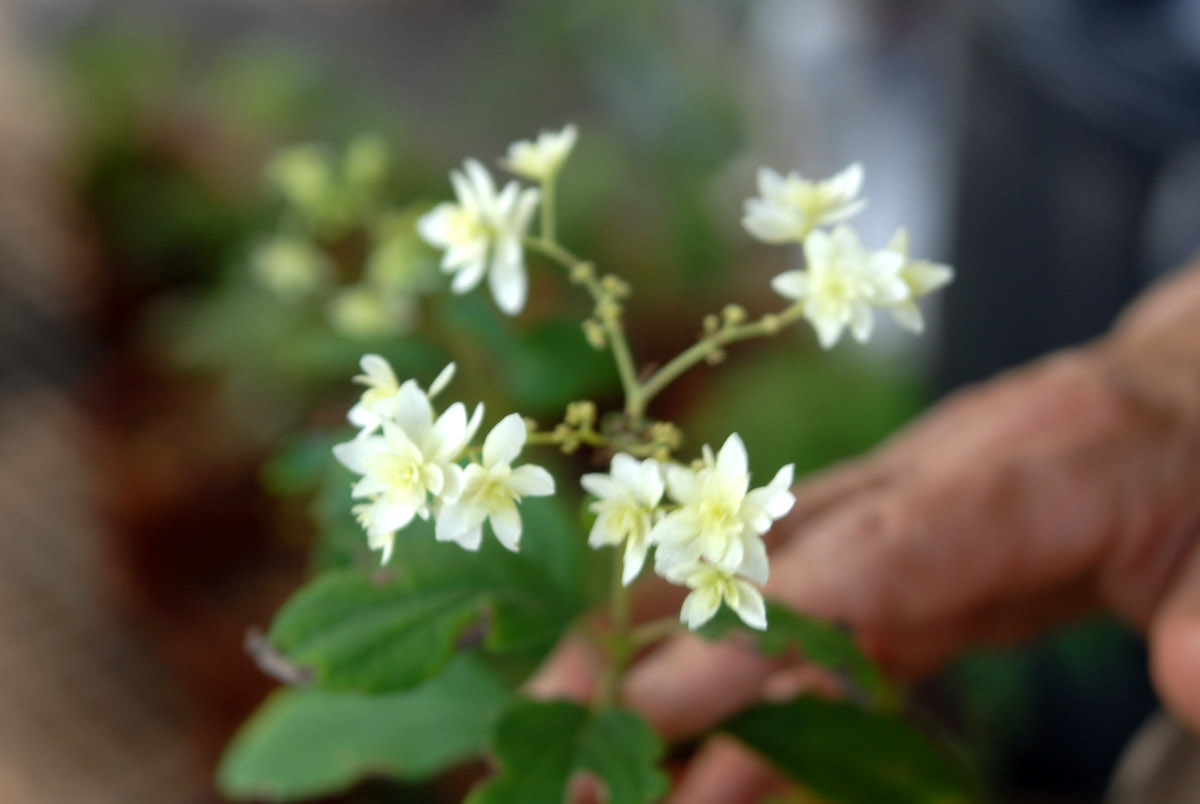 Hydrangea arborescens Hayes Starburst 