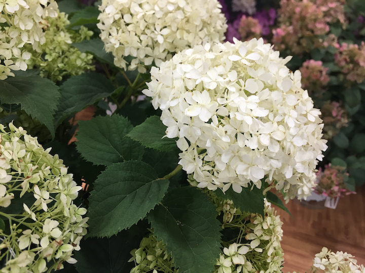 Hydrangea arborescens Invinicibelle Limetta Hydrangea arborescens Invinicibelle Limetta