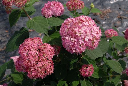 Hydrangea arborescens Invincibelle Spirit Hydrangea arborescens Invincibelle Spirit