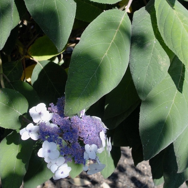 Hydrangea aspera macrophylla