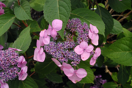 Hydrangea macrophylla normalis 'Twist-n-Shout'