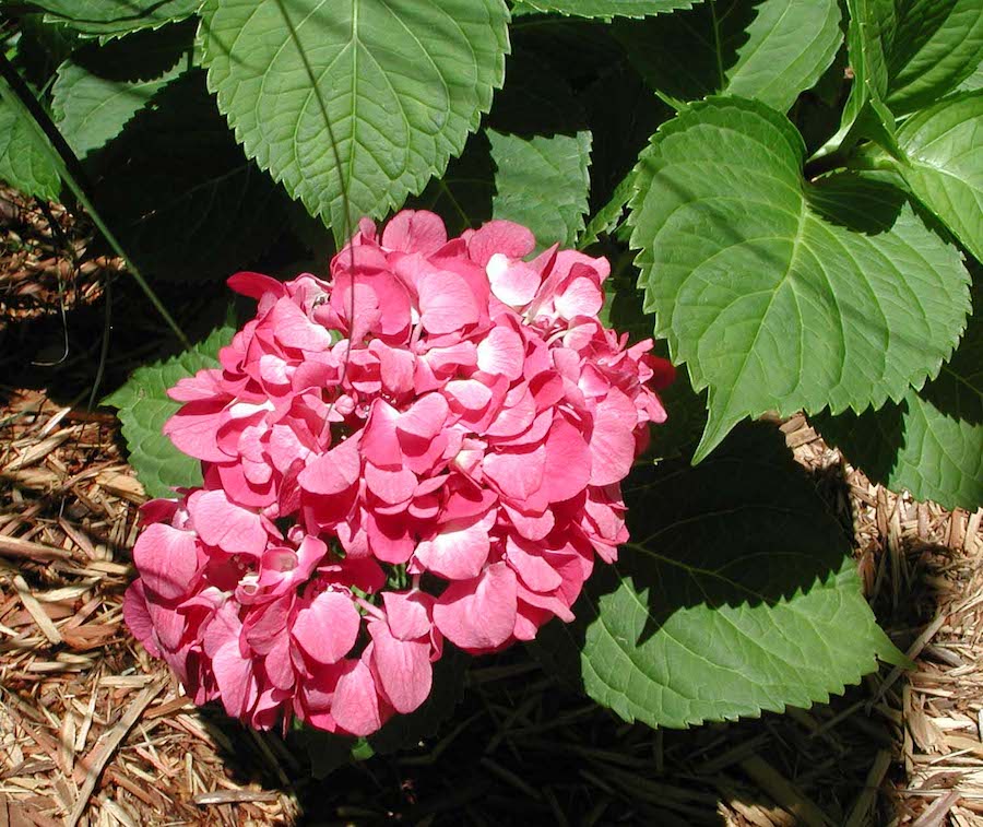 Hydrangea macrophylla 'Oregon Pride' Hydrangea macrophylla 'Oregon Pride'
