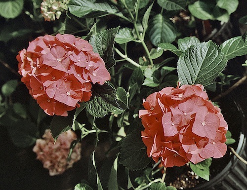 Hydrangea macrophylla Alpengluhen