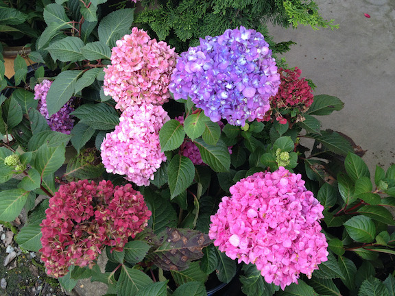 Hydrangea macrophylla Bloomstruck