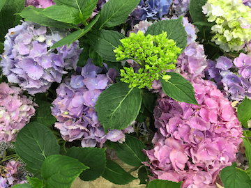 Hydrangea macrophylla LA Dreamin Hydrangea macrophylla LA Dreamin