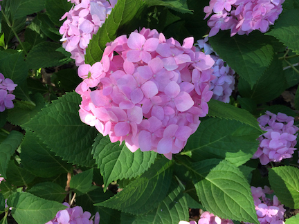 Hydrangea macrophylla Nantucket Blue ('Grenan') Hydrangea macrophylla Nantucket Blue ('Grenan')