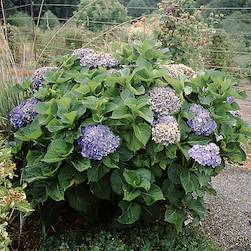 Hydrangea macrophylla 'Red Star' Hydrangea macrophylla 'Red Star'