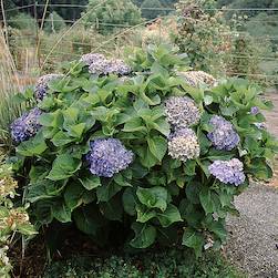 Hydrangea macrophylla 'Red Star'