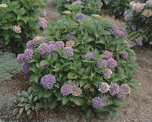 Hydrangea macrophylla 'Sara' Hydrangea macrophylla 'Sara'