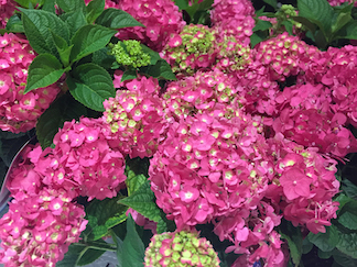 Hydrangea macrophylla 'Summer Crush'