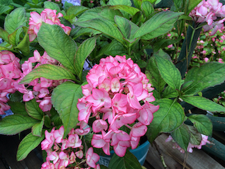 Hydrangea macrophylla 'Sweet N Salsa' Hydrangea macrophylla 'Sweet N Salsa'