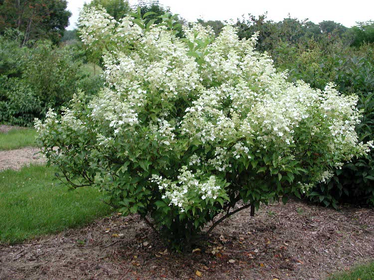 Hydrangea paniculata 'Boskoop'