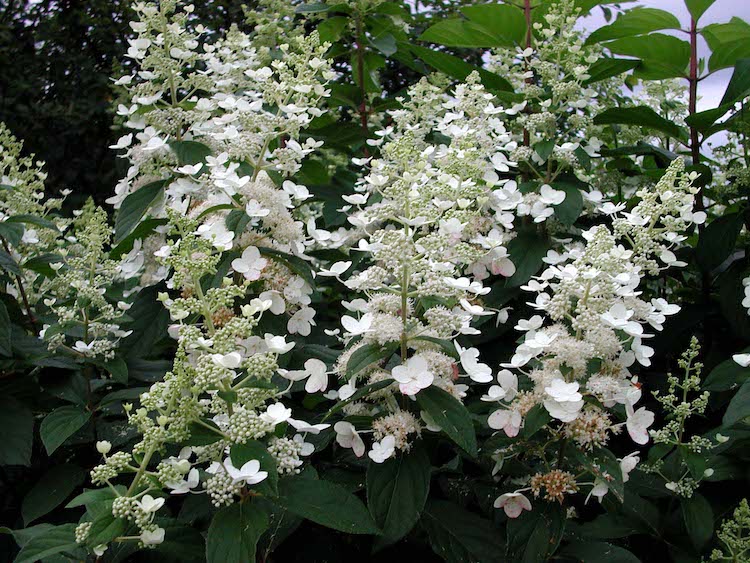 Hydrangea paniculata 'Floribunda'