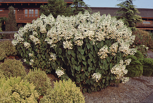 Hydrangea paniculata Angel's Blush