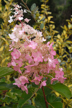 Hydangea paniculata 'Chantilly Lace" past peak