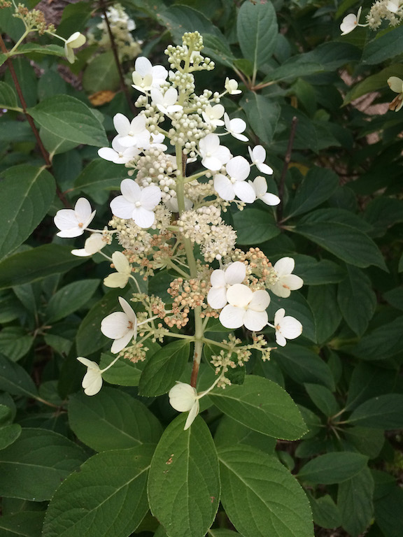 Hydrangea panticulata 'Chantilly Lace' flower