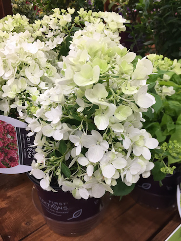 Hydrangea paniculata 'Diamond Rouge'