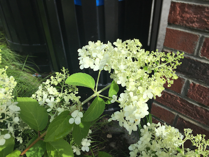 Hydrangea paniculata 'Everest'