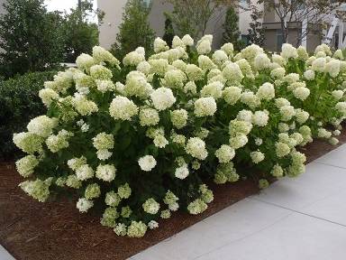 Hydrangea paniculata 'Limelight' plant