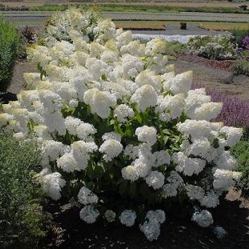 Hydrangea paniculata 'Little Lamb'