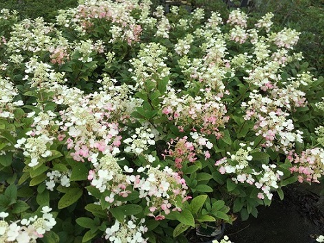 Hydrangea paniculata Little Quick Fire