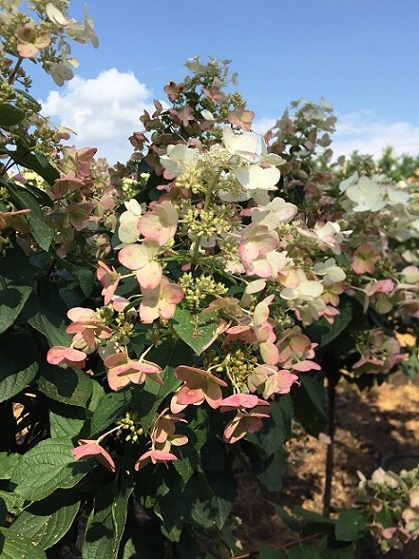 Hydrangea paniculata Mega Mindy